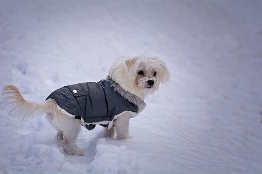 5 Essential Dog Walking Tips for Cold Weather