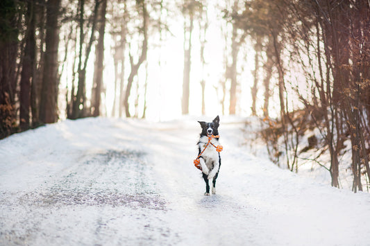 winter coat the paww club