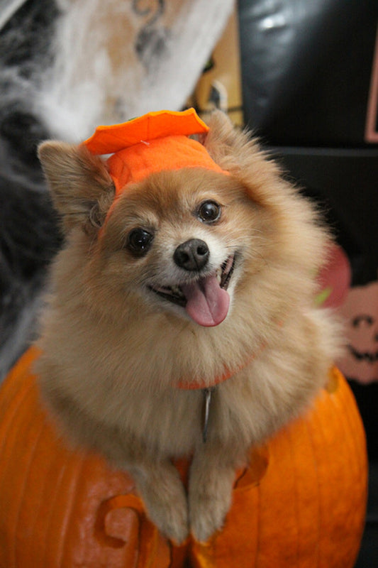 Fun and Safe Halloween Costume Ideas for Your Dog