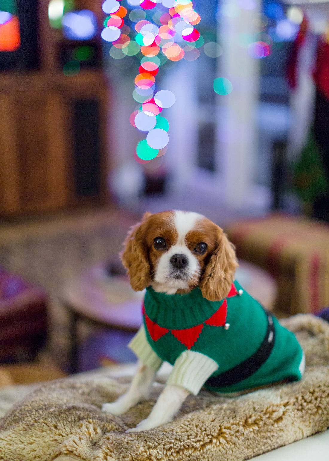 Why Some Dogs Love Wearing Sweaters – And How to Know if Yours Will Too