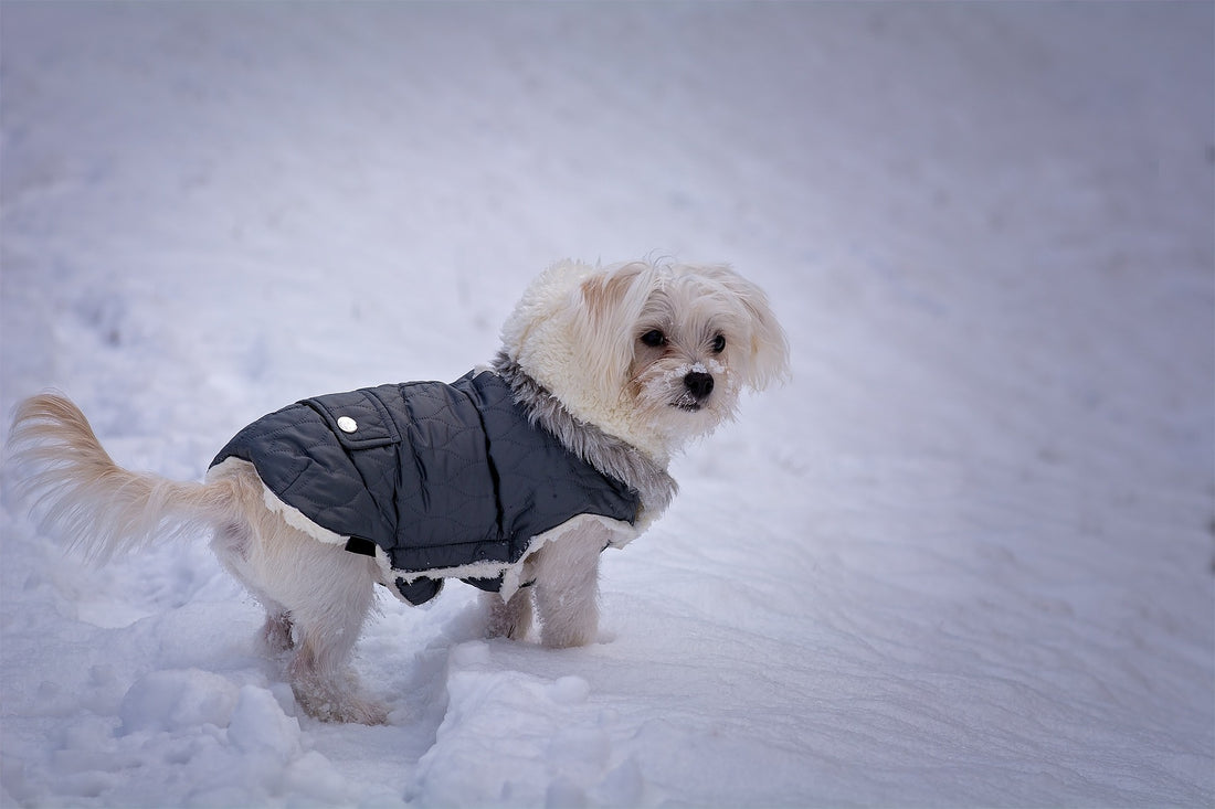 5 Essential Dog Walking Tips for Cold Weather