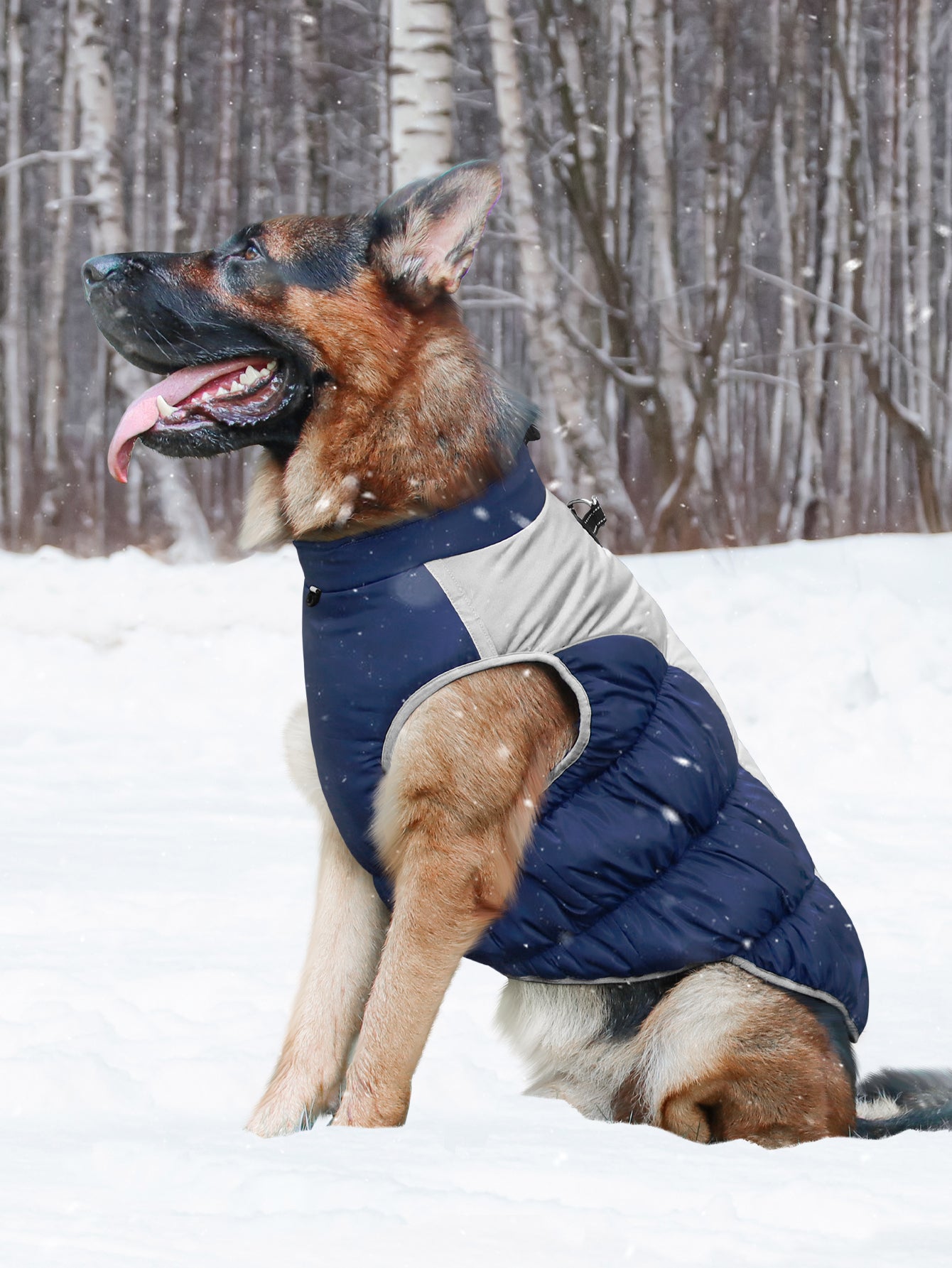 The Winter Dog Jacket